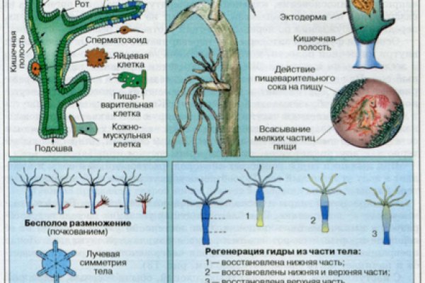 Кракен наркошоп сайт