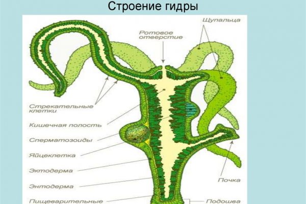 Kraken актуальное