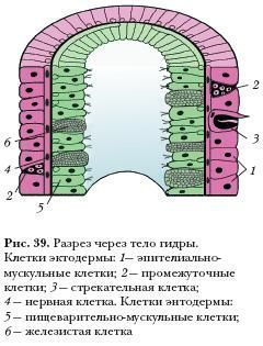 Ссылка кракен сегодня