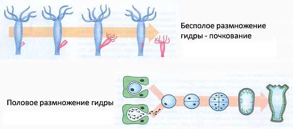 Кракен торговая площадка даркнет