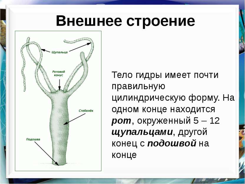 Актуальное зеркало kraken